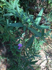 Lathyrus hirsutus