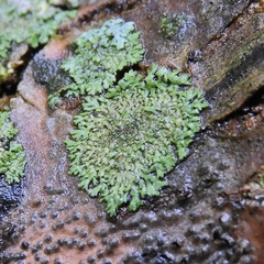 Phaeophyscia ciliata