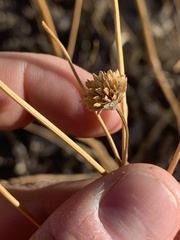 Bahiopsis reticulata