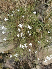 Carlowrightia huicholiana