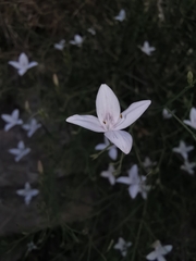 Carlowrightia huicholiana