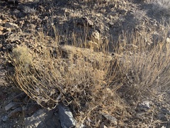 Bahiopsis reticulata