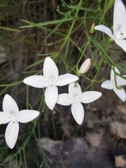 Carlowrightia huicholiana