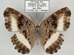 Eurytela hiarbas hiarbas