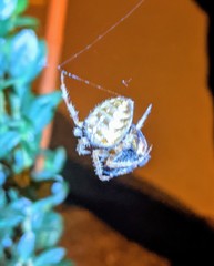 Araneus diadematus