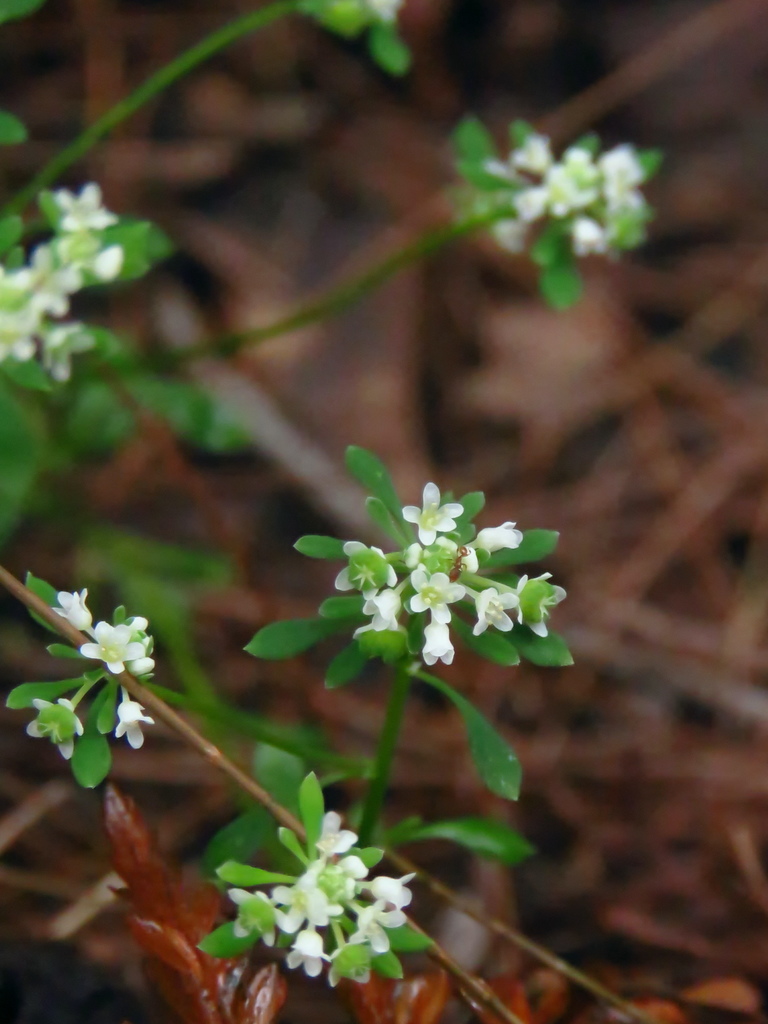 Small Poranthera from Mount Kuring-Gai NSW 2080, Australia on October ...