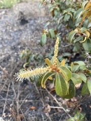 Chrysolepis chrysophylla