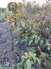 Chrysolepis chrysophylla