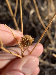 Bahiopsis reticulata