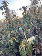 Chrysolepis chrysophylla