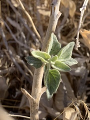 Bahiopsis reticulata