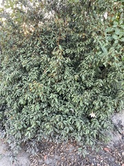 Chrysolepis chrysophylla