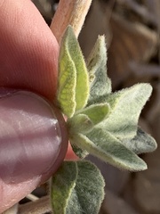 Bahiopsis reticulata