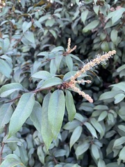 Chrysolepis chrysophylla