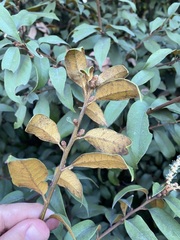 Chrysolepis chrysophylla