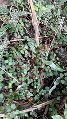 Nertera dichondrifolia