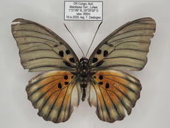 Euphaedra edwardsii langoueensis