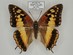 Charaxes boueti boueti