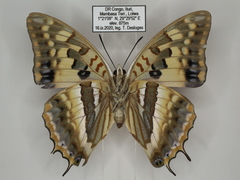 Charaxes boueti boueti