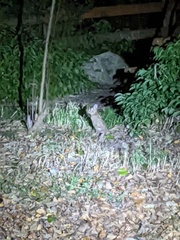 Sylvilagus floridanus