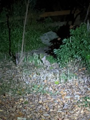 Sylvilagus floridanus