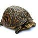 Florida Box Turtle - Photo (c) Jon Zander, some rights reserved (CC BY-NC-SA)