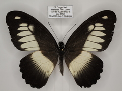 Papilio zenobia