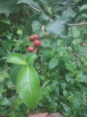 Rauvolfia serpentina