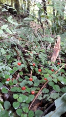 Nertera dichondrifolia