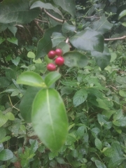 Rauvolfia serpentina