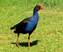 Porphyrio melanotus melanotus