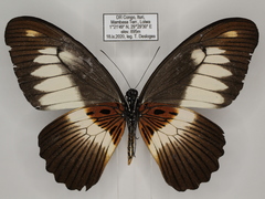 Papilio zenobia