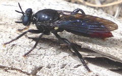 Laphriini