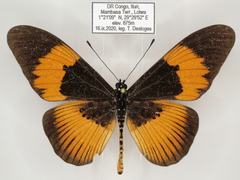 Acraea pseudeuryta