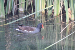 Gallinula galeata cachinnans