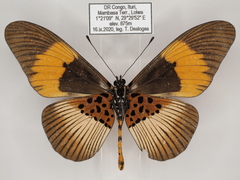 Acraea pseudeuryta