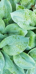 Hosta plantaginea