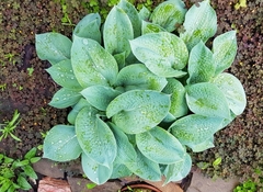 Hosta plantaginea