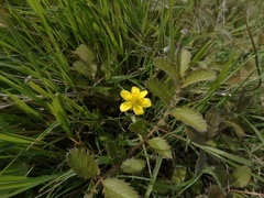 Argentina anserinoides