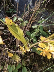 Crepidiastrum denticulatum