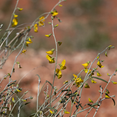 Crotalaria eremaea