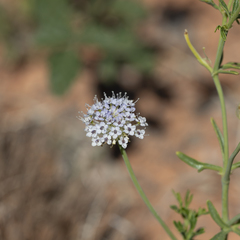 Trachymene glaucifolia