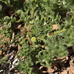 Centipeda cunninghamii