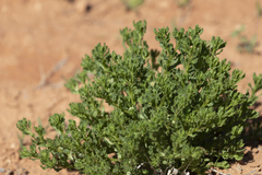 Centipeda cunninghamii