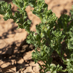 Centipeda cunninghamii