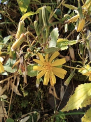 Crepidiastrum denticulatum