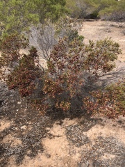 Dodonaea stenozyga