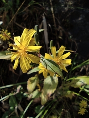 Crepidiastrum denticulatum