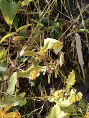Crepidiastrum denticulatum