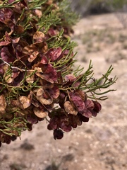 Dodonaea stenozyga